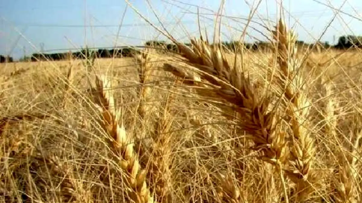 آغاز طرح بیمه فراگیر گندم با افزایش ۵۰ درصدی سطح غرامت در هرمزگان